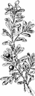 wild cranberry - evergreen mat-forming shrub of North America and northern Eurasia having small white flowers and red berries