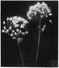 rose leek - North American bulbous plant