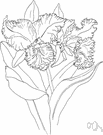 order Rosales - in some classifications this category does not include Leguminosae