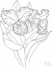 Rosales - in some classifications this category does not include Leguminosae