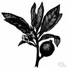 Genipa Americana - tree of the West Indies and northern South America bearing succulent edible orange-sized fruit