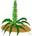 bear's breech - widely cultivated southern European acanthus with whitish purple-veined flowers