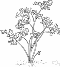 genus Petroselinum - parsley