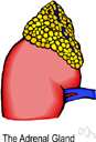 adrenosterone - a steroid having androgenic activity