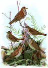 family Turdidae - thrushes