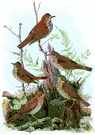 Turdidae - thrushes