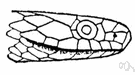 Storeria - a genus of Colubridae