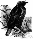 family Capitonidae - barbets
