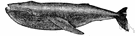 Megaptera - humpback whales