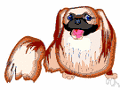 Pekinese - a Chinese breed of small short-legged dogs with a long silky coat and broad flat muzzle