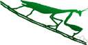 stick insect