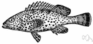 Epinephelus - genus of groupers or sea bass