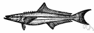 Rachycentron canadum - large dark-striped tropical food and game fish related to remoras