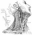 common carotid - runs upward in the neck and divides into the external and internal carotid arteries