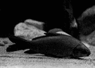 buffalofish - large carp-like North American fish
