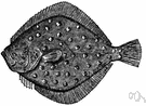turbot - flesh of a large European flatfish