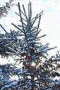 Abies lasiocarpa - medium-tall timber tree of the Rocky Mountains having a narrowly conic to columnar crown