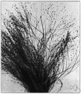 genus Panicum - panic grass