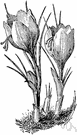 Crocus sativus - Old World crocus having purple or white flowers with aromatic pungent orange stigmas used in flavoring food