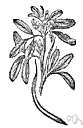 Trigonella - Old World genus of frequently aromatic herbs
