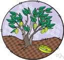 genus Averrhoa - trees native to East Indies having pinnate leaves: carambolas