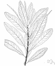 Salix lasiolepis - shrubby willow of the western United States