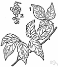 eastern poison oak - poisonous shrub of southeastern United States causing a rash on contact