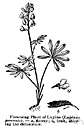 genus Mercurialis - a genus of slender herbs belonging to the family Euphorbiaceae