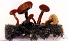 Boletus chrysenteron - a fungus convex cap and a dingy yellow under surface and a dry stalk