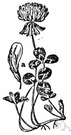 trifoliolate leaf - having three leaflets