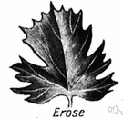 erose leaf - a leaf having a jagged margin as though gnawed