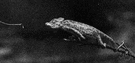 pentastomid - wormlike arthropod having two pairs of hooks at the sides of the mouth