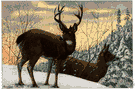 Odocoileus hemionus columbianus - mule deer of western Rocky Mountains