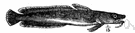 Molva molva - elongated marine food fish of Greenland and northern Europe Molva molva - elongated marine food fish of Greenland and northern Europe