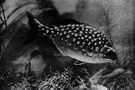 Bermuda chub - food and game fish around Bermuda and Florida