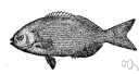 Kyphosus sectatrix - food and game fish around Bermuda and Florida