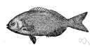 rudderfish - food and game fish around Bermuda and Florida