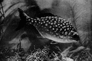 rudderfish - food and game fish around Bermuda and Florida