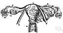 uterine cervix