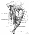 ophthalmic artery - a branch of the internal carotid artery that supplies the eye and neighboring structures