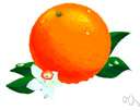 Valencia orange - variety of sweet orange cultivated extensively in Florida and California
