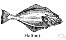 halibut - lean flesh of very large flatfish of Atlantic or Pacific