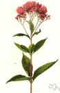 joe-pye weed - North American herb having whorled leaves and terminal clusters of small pinkish or purple flower heads