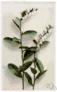 Chamaedaphne - one species: leatherleaf