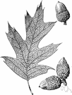 Quercus kelloggii - large deciduous tree of the Pacific coast having deeply parted bristle-tipped leaves