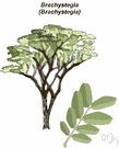 genus Brachystegia - small genus of tropical African timber trees having pale golden heartwood uniformly striped with dark brown or black: