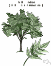 Phellodendron - small genus of aromatic deciduous trees of east Asia often having thick corky bark