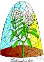 genus Micromeria - large genus of fragrant chiefly Old World herbs