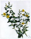false foxglove - multi-stemmed North American annual having solitary axillary dark golden-yellow flowers resembling those of the foxglove