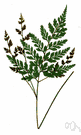Anemia adiantifolia - fern of Florida and West Indies and Central America with rhizome densely clad in grown hairs